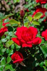 Obraz premium red rose bush