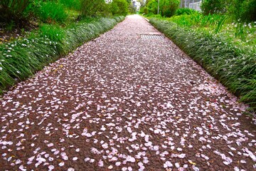 春の雨上がりの桜の花びら散る集合住宅の遊歩道風景