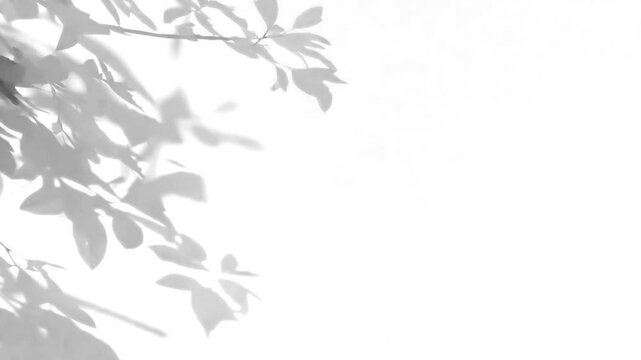 Moving leaves shadow animated overlay, transparent 4K video, alpha channel, ProRes 4444