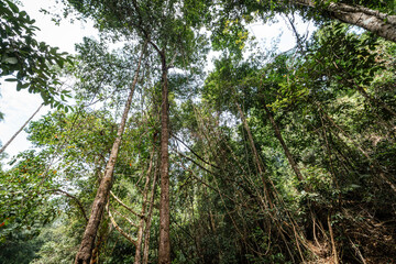 Fototapeta premium Tropical green tree plant wooden background