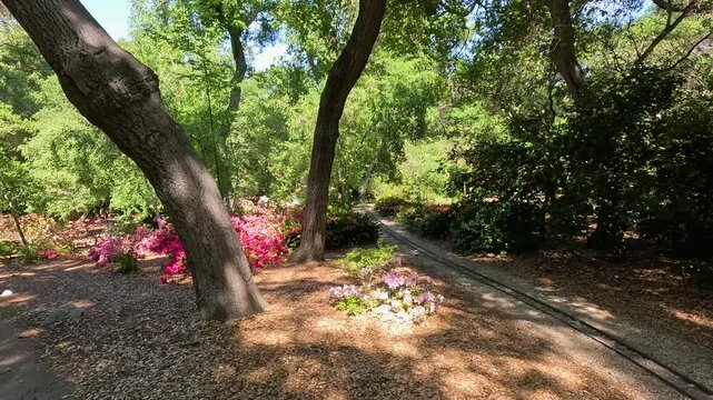 footage of a gorgeous spring landscape with colorful flowers and lush green trees and plants at Descanso Gardens La Canada Flintridge California USA