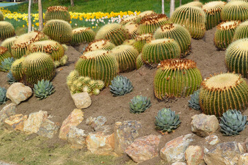 キンシャチ・サボテン