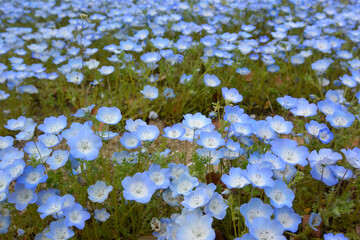 美しいネモフィラ