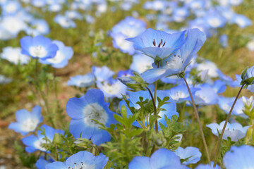 ネモフィラのアップ