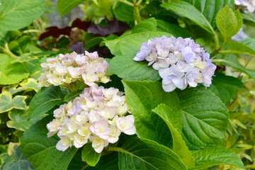 綺麗なあじさい