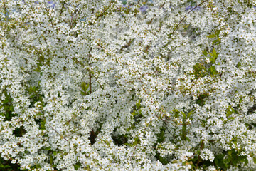 一面のユキヤナギ