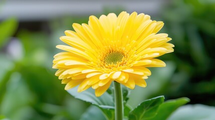 Fototapeta premium Vibrant yellow flower closeup nature photography stock image