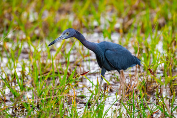 Wading little blue heron