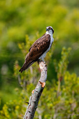 Osprey stare