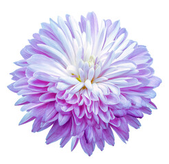 Chrysanthemum  flower  on isolated background with clipping path. Closeup. For design. Nature. Transparent background.	