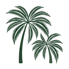 Coconut Palm Tree with Tropical Leaves Vector Illustration