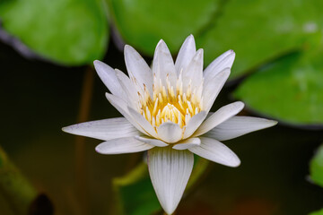 Close-up of blooming Nymphaea nouchali or water lily flowers with green leaf in the basin.