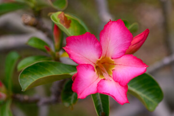Close up Adenium obesum flowers or Desert rose in full bloom bright and freshness.