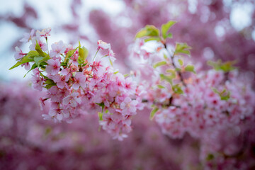 Blossom Serenity: Delicate cherry blossom branches, adorned with vibrant pink flowers, capture the essence of spring's ephemeral beauty.