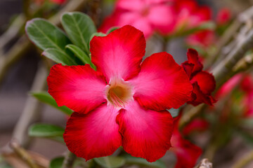 Close up Adenium obesum flowers or Desert rose in full bloom bright and freshness.