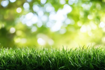 Lush green grass in a vibrant natural setting. Sunlight filters through the foliage creating a soft, out-of-focus background