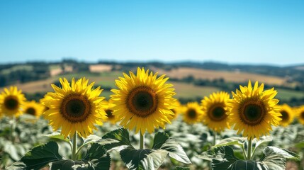 Fototapeta premium Sunflower field in full bloom against hills and clear blue sky