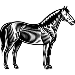 horse vector