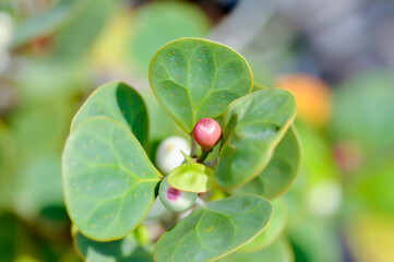 Ficus deltoidea Jack ,  Mistletoe Fig or Mistletoe Rubber Plant or MORACEAE