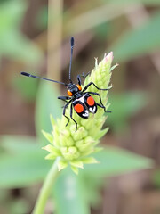 Naklejka premium Six-spot burnet (Zygaena filipendulae) perched on a plant
