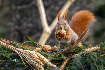 ein Eichhörnchen beim Futter suchen