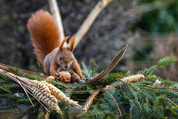 ein Eichhörnchen beim Futter suchen