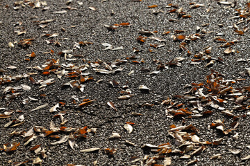 Autumn Fallen Leaves on Asphalt Path Capturing