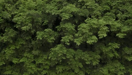 Naklejka premium Forest Canopy Overlook