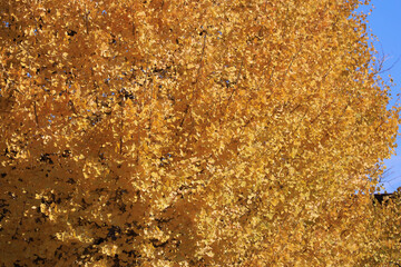 Bright Golden Yellow Autumn Leaves Illuminated by Sunlight