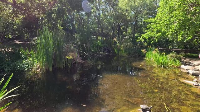 footage of a pond with lush green trees and plants and colorful flowers at Descanso Gardens La Canada Flintridge California USA