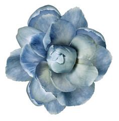Obraz premium Peony flower on isolated background with clipping path. Closeup. For design. Nature. Transparent background. 