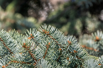 Fir branch with needles in the sunset light