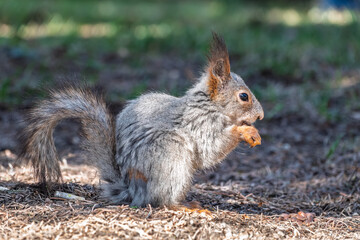 Squirrel in autumn or spring with nut on the green grass with fallen yellow leaves