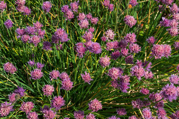 Flowering of chives (Latin Allium schoenoprasum) in the Apothecary garden of the Spaso-Evfimiev Monastery on a sunny summer day, Suzdal, Vladimir region, Russia