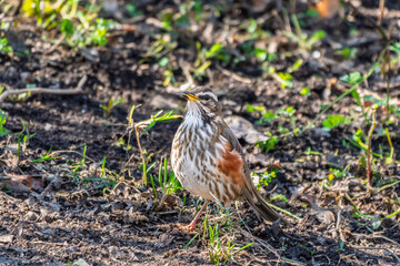 Wood bird Redwing, Turdus iliacus, on a sprng lawn.