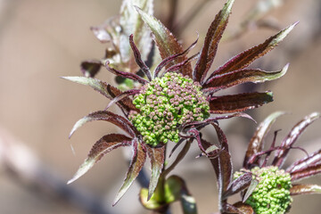 Small buds of sambucus racemosa in early spring time.