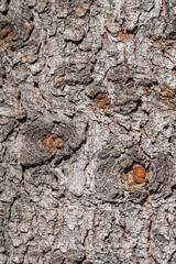 Bark texture and background of a old fir tree trunk. Detailed bark texture. Natural background