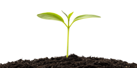 Young Green Seedling Sprouting from Soil Isolated on Transparent Background

Eco-Friendly Concept – Small Plant Growing from Soil PNG Transparent Cutout