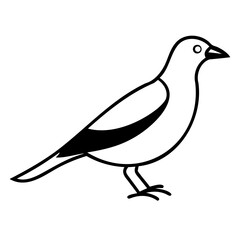 Line art Myna Bird vector black silhouette isolated on transparent background