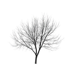 Obraz premium White Snowy Tree Branches on Black Background