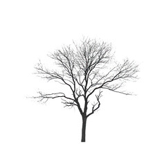 Obraz premium White Snowy Tree on Black Background