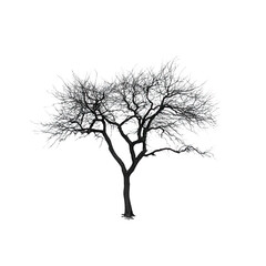 Obraz premium White Tree Branches Isolated on Black Background