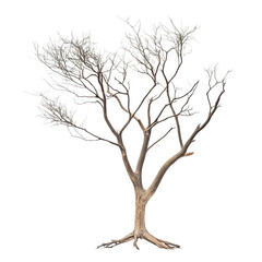 Winter Bare Tree on Transparent Background
