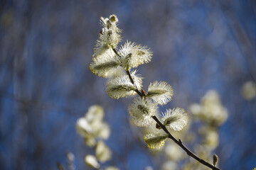 A beautifully lit willow branch displaying its soft, delicate catkins against a blue backdrop.