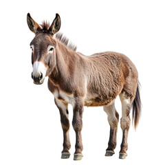 Fototapeta premium Donkey isolated on white transparent background