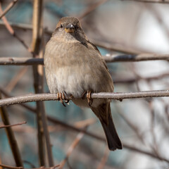 portrait of a sparrow