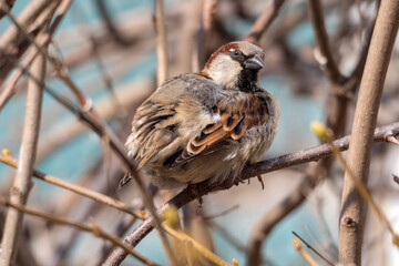 portrait of a sparrow on a branch in spring closeup