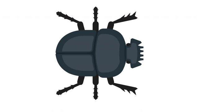 Top view dung beetle walking 4 directions isolated white background