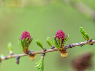 Colorful autumn forest with trees on the shore of a blue lake - top aerial view.