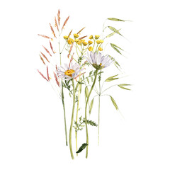 watercolor drawing bouquet of wild flowers, daisies and tansy plants at white background, hand drawn botanical illustration